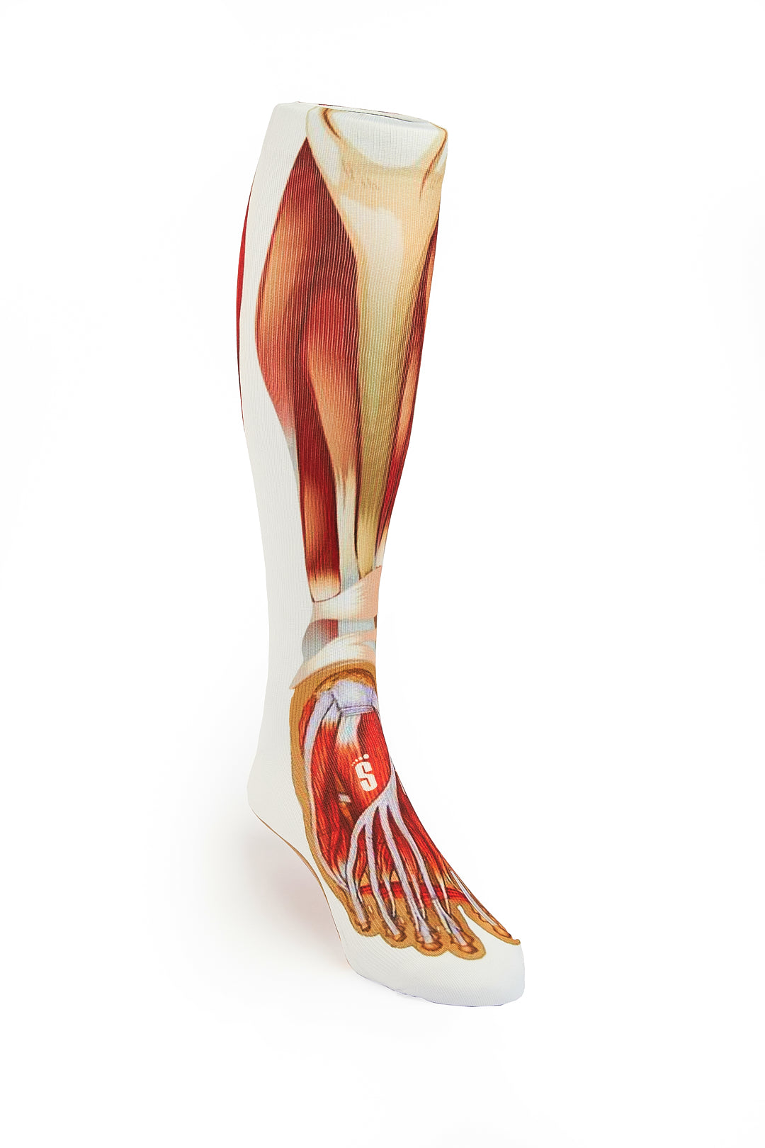 C12 - MUSCULOS